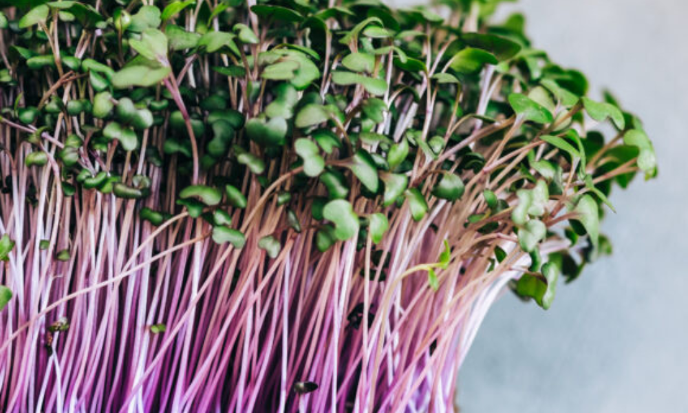 Red Acre Cabbage Microgreens