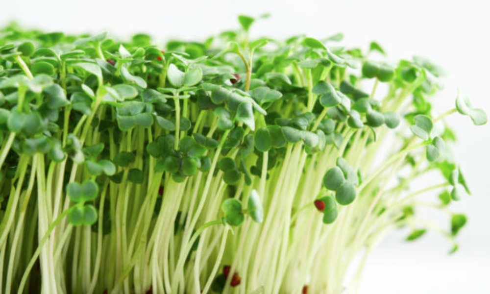 Arugula Microgreens
