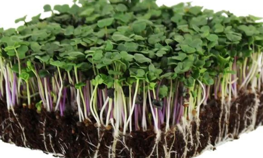 Spicy Salad Mix Microgreens