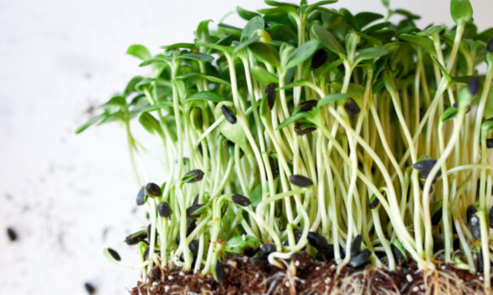 Sunflower Microgreens