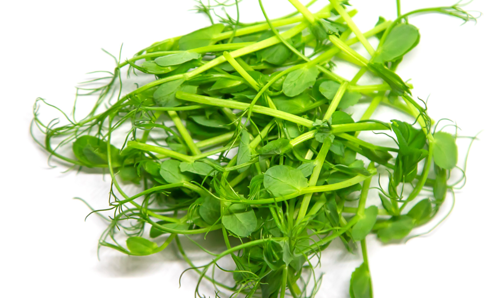 Speckled Pea Microgreens 