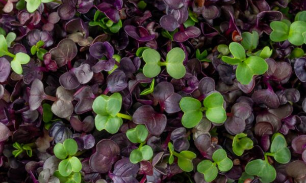 Purple Radish Microgreens