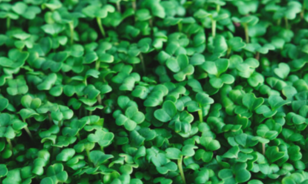 Basic Salad Mix Microgreens