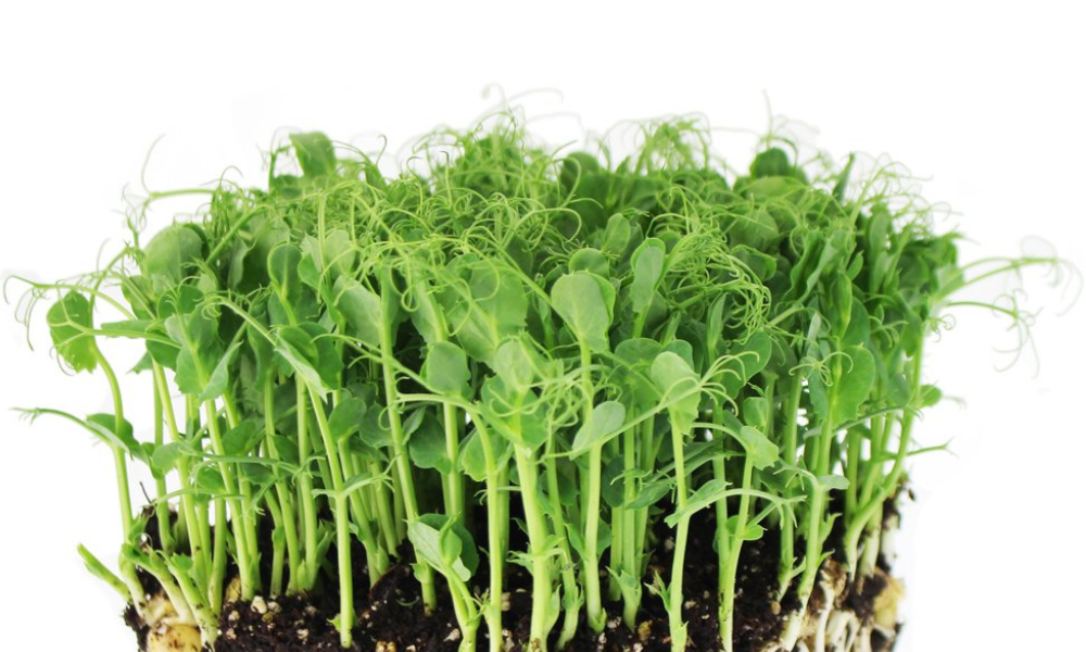 Afila Tendril Pea Microgreens