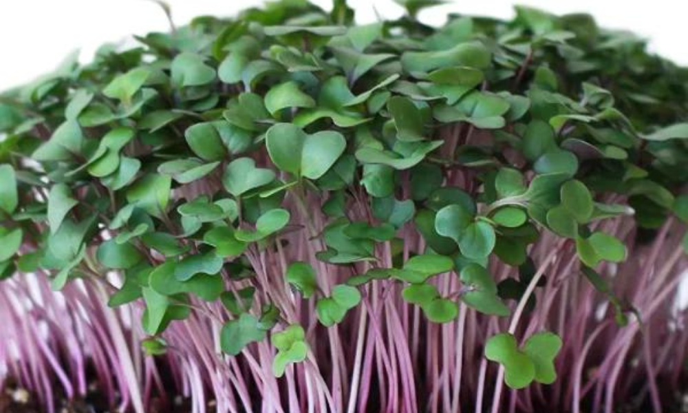 Purple Kohlrabi Microgreens
