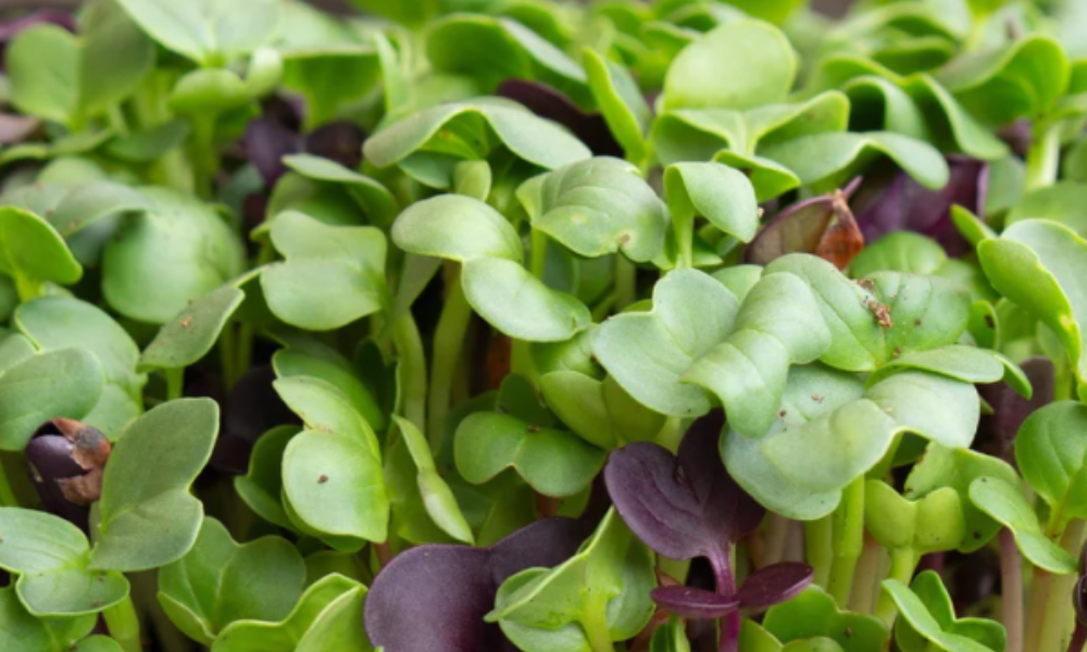 Colorful Radish Mix Microgreens